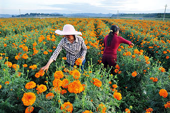 Farmers harvesting marigolds in Bijie, Guizhou Province