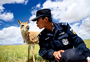 Assistant police officer Xie Ancheng shares a delightful moment with a baby Tibetan antelope in Hoh Xil, a haven for wildlife and ecological protection in Yushu Tibetan Autonomous Prefecture, Qinghai Province, on August 15, 2017.(ZHANG HONGXIANG)