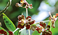 Vanda brunnea, an orchid species found in Laos. (LIU QIANG)