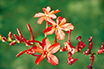 Red plumbago indica flowers. (ZHOU ZHUO)
