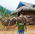 A Lao villager displays the trophy wings of a crested serpent eagle that was hunted. (ZHANG MINGXIA)
