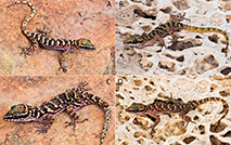 Color pattern variation in Cyrtodactylus chrysopylos from the Padalin Cave, Shan State, Myanmar. (PLAZI.ORG) A. Adult male B. Adult female C. Adult female D. Adult male
