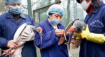 On March 8, 2007, a crested ibis is tagged before being transported, together with 19 other birds, to a reintroduction base for experimental release in Ningshan County, southwest China’s Shaanxi Province. (XINHUA)