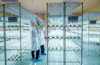 The scientists check the growth of plants in petri dishes in the laboratory of the Endangered Plants Institute of the China Three Gorges Corporation. (HUANG ZHENGPING)