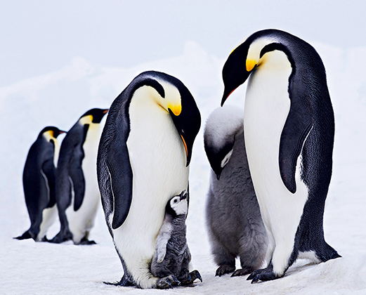 Penguins huddle together near the South Pole, November 2014. (LUO HONG)