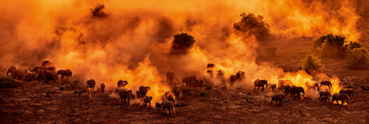 Light dazzles a herd of elephants in a five-minute spectacle in Kajiado, Kenya, May 2019. (LUO HONG)