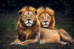 A lion duo in Masai Mara, Kenya, May 2019. (LUO HONG)