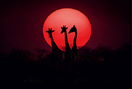 Three giraffes against a setting sun in Etosha, Namibia, 2003. (LUO HONG)