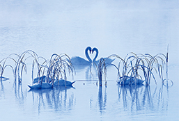 A pair of swans set off by aquatic plants and other swans in Xinjiang, China, February 2012. (LUO HONG)