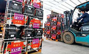 A worker at a trade center for agricultural products in Qingdao, Shandong Province, unloads dragon fruits arriving from Vietnam on April 27, 2020. (LIANG XIAOPENG)
