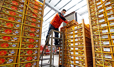 A worker handling stacks of mangosteen from Thailand at an agricultural products trading center in Qingdao，east China's Shandong Province，on April 27，2020．（LIANG XIAOPENG）