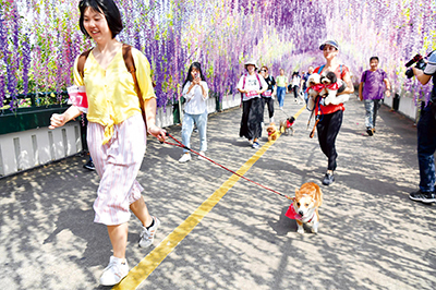 Dogs and their owners participate in a pet marathon in Shenzhen on October 4，2019．（CHEN WEN）
